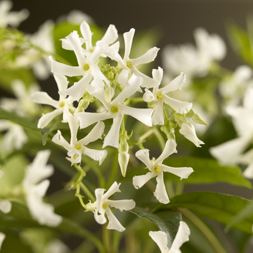 [TRJASMI] Trachelospermum jasminoides (—, 80/100cm, pot   2L)