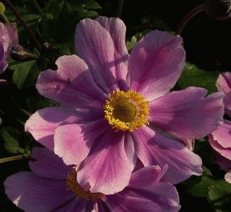 [ANSEREN] Anemone hupeh. 'Serenade' (pot   3L)