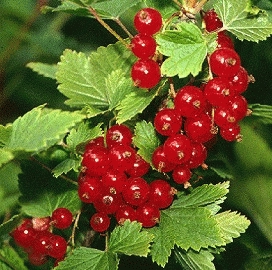 [TRJTETS] Ribes 'Jonkheer van Tets' TROSBES (stam, 80cm, pot   5L)