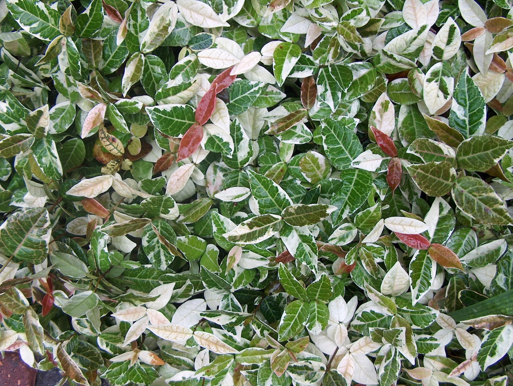 [TRJVARI] JASMIN ÉTOILÉ