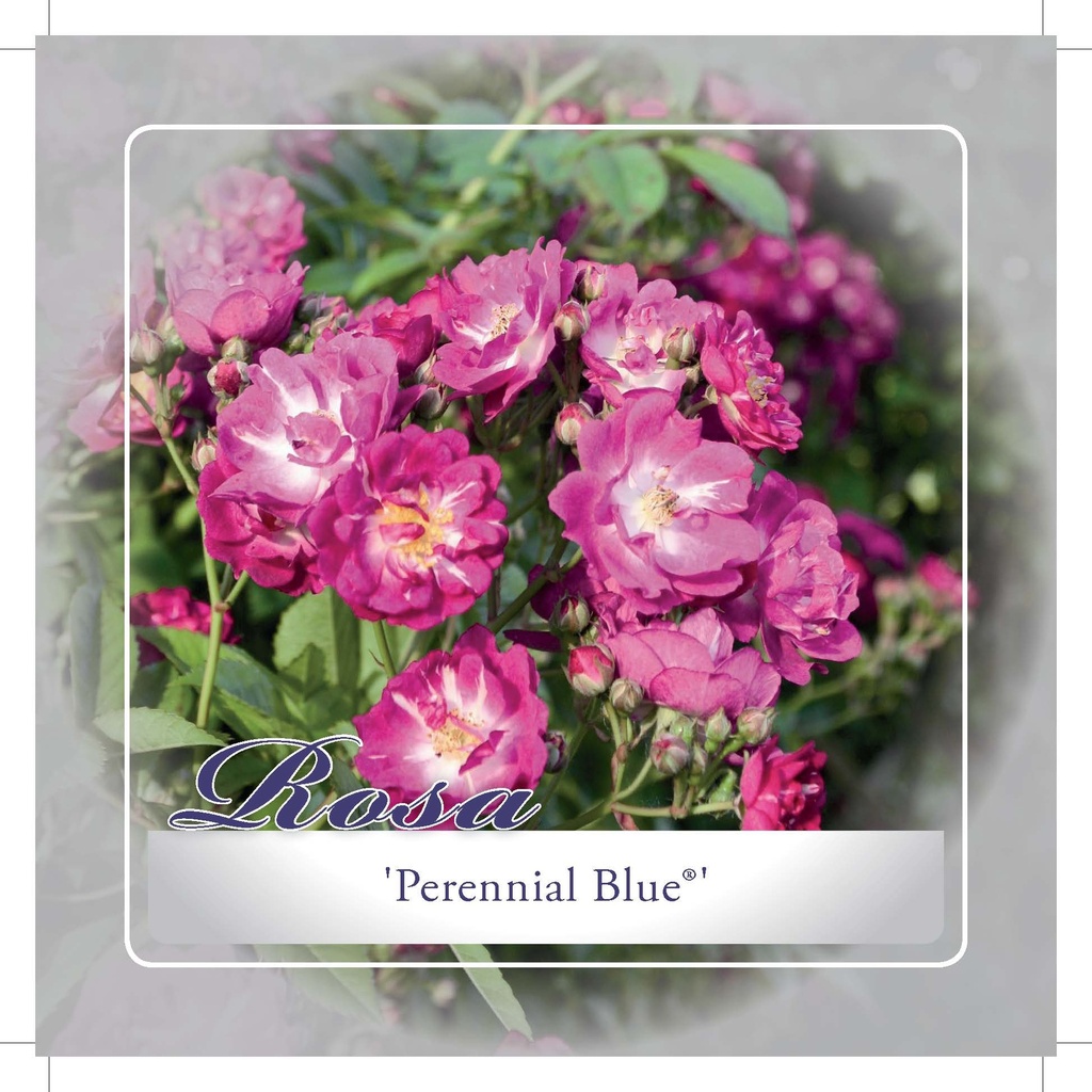 [TRPBLUE] 'PERENNIAL BLUE'® ROSIER GRIMPANT