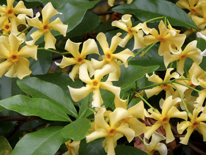 [TRSOTOS] Trachelospermum jasm. 'Star of Toscane' (gestokt, 75cm, pot   2.25L)