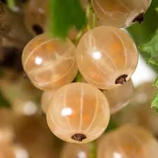 Ribes 'Werdavia' TROSBES
