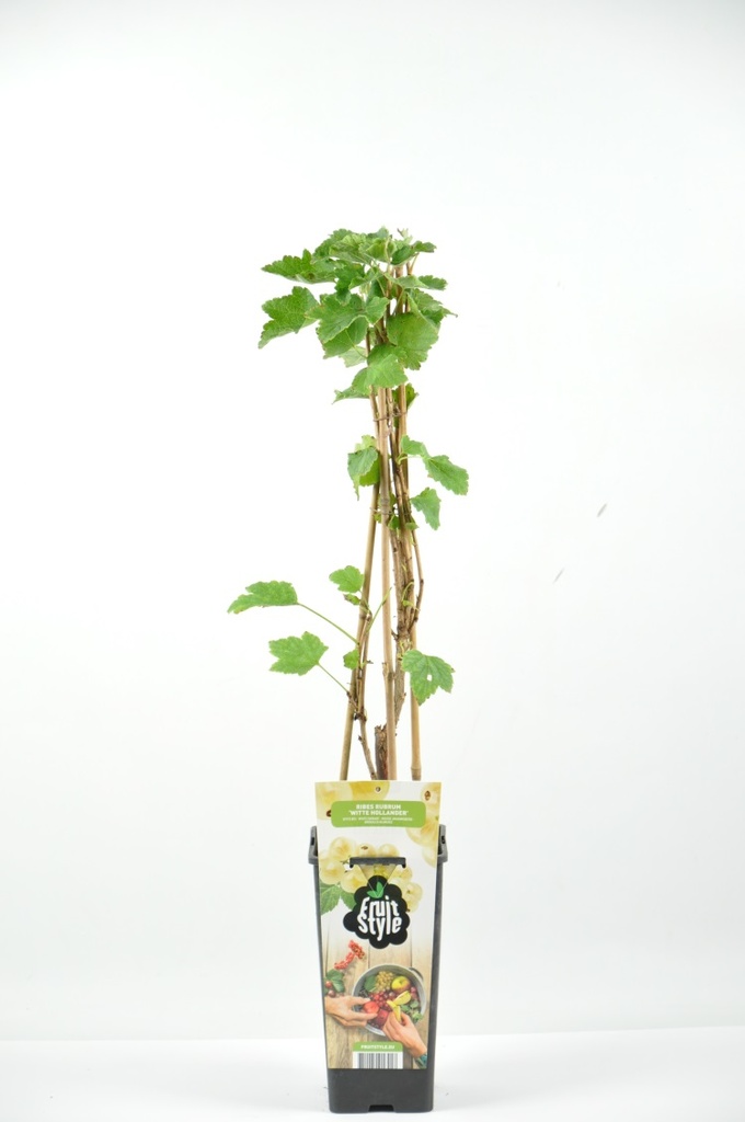 [TRWHOLL] Ribes 'Witte Hollander' TROSBES (rek, 50cm 50cm, pot   5L)