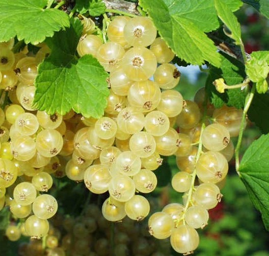 [TRWPARE] GROSEILLE BLANCHE 'PERLE BLANCHE' (tige, 80cm, pot 5L)