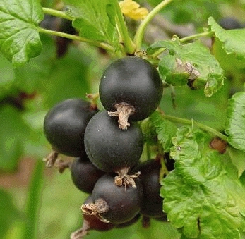[TRZWART] CASSIS 'TITANIA' (tige, 80cm, pot 5L)