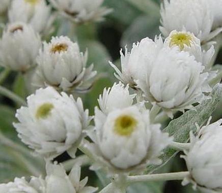 [ANTRIPL] Anaphalis triplinervis (pot   9cm)