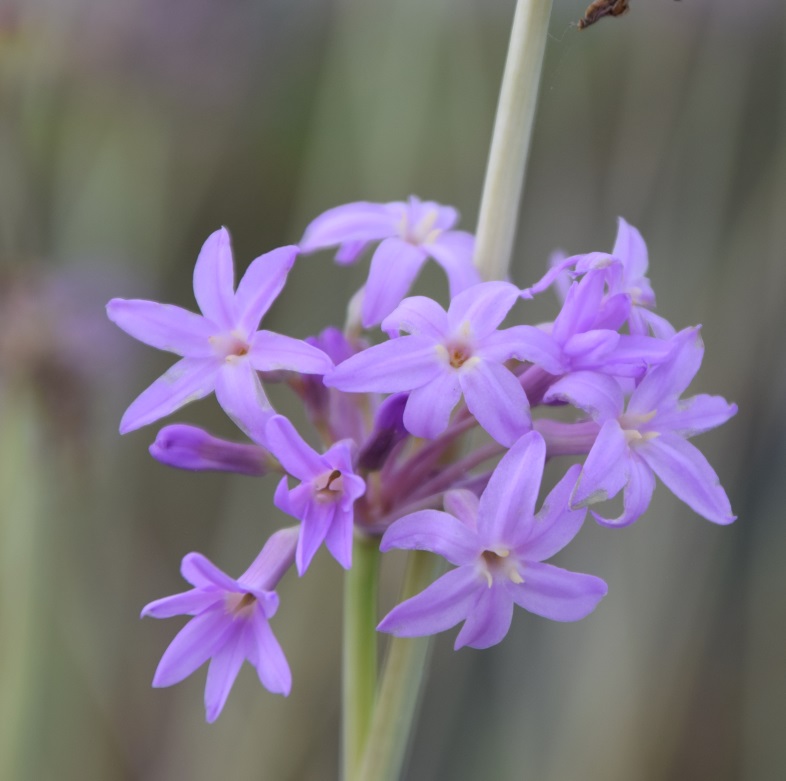[TUFLAMI] Tulbaghia 'Flamingo'