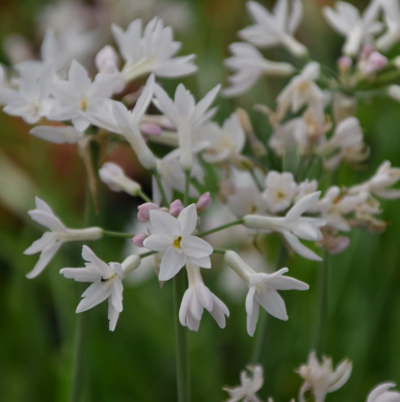 Tulbaghia 'Pearl'