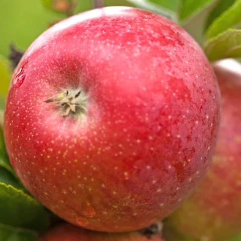 [APAROMA] POMME 'AROMA'