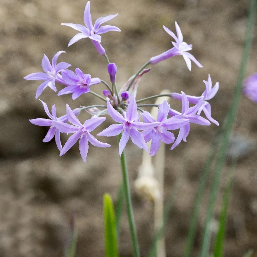 [TUVIOLA] KNOFLOOK KAAPSE Tulbaghia violacea (pot17)