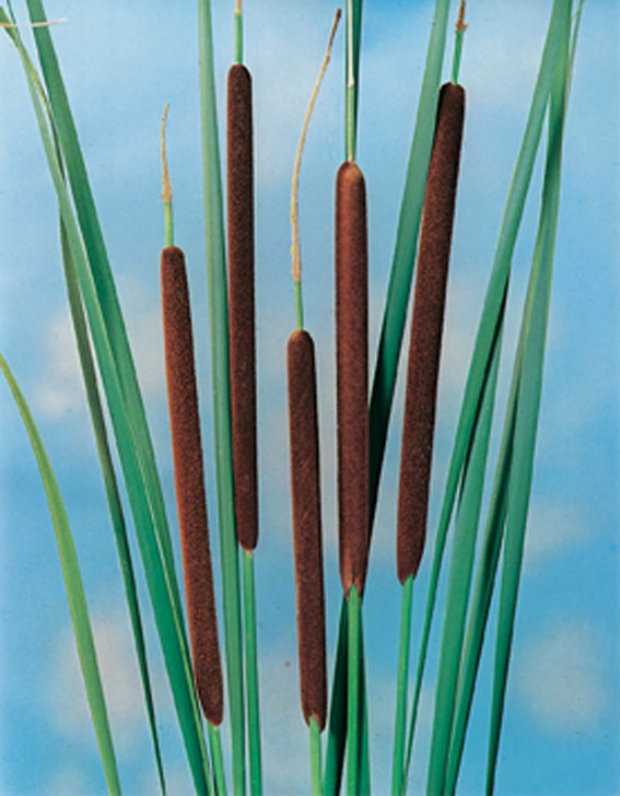 [TYANGUS] Typha angustifolia