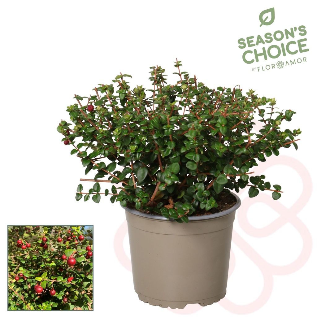 Ugni 'Pretty Berry'