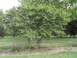[ULMJHIL] Ulmus minor 'Jacqueline Hillier' (—, 100/125cm, pot 20L)