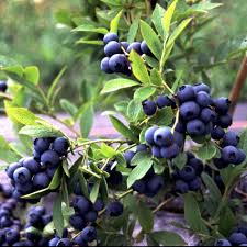 Vaccinium cor. 'Aino'  AMERIKAANSE BLAUWBES