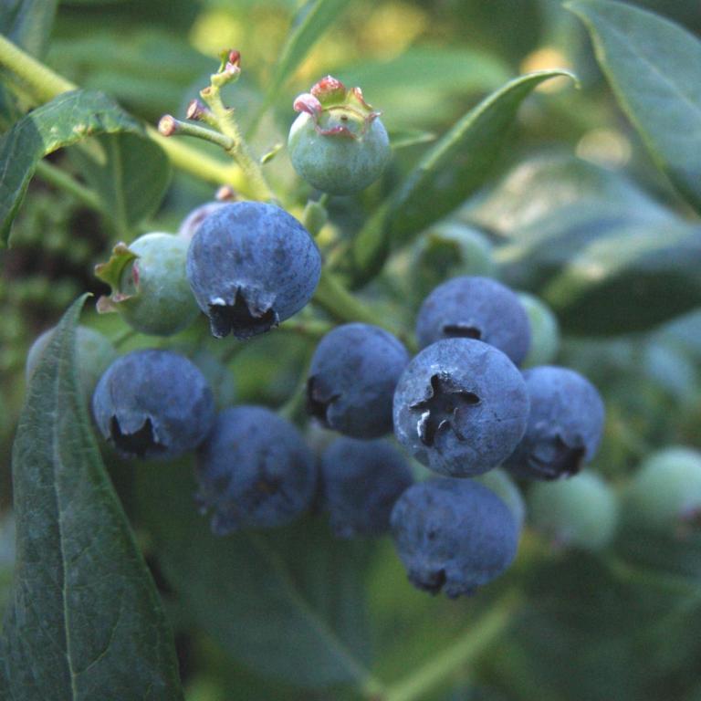 Vaccinium cor. 'Alvar'  AMERIKAANSE BLAUWBES
