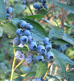 [VACBCRO] Vaccinium cor. 'Bluecrop' AMERIKAANSE BLAUWBES (pot   2L)
