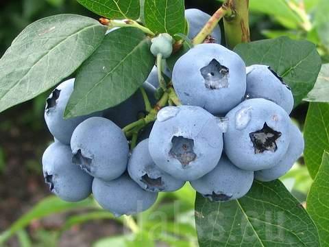 Vaccinium cor. 'Chandler' AMERIKAANSE BLAUWBES