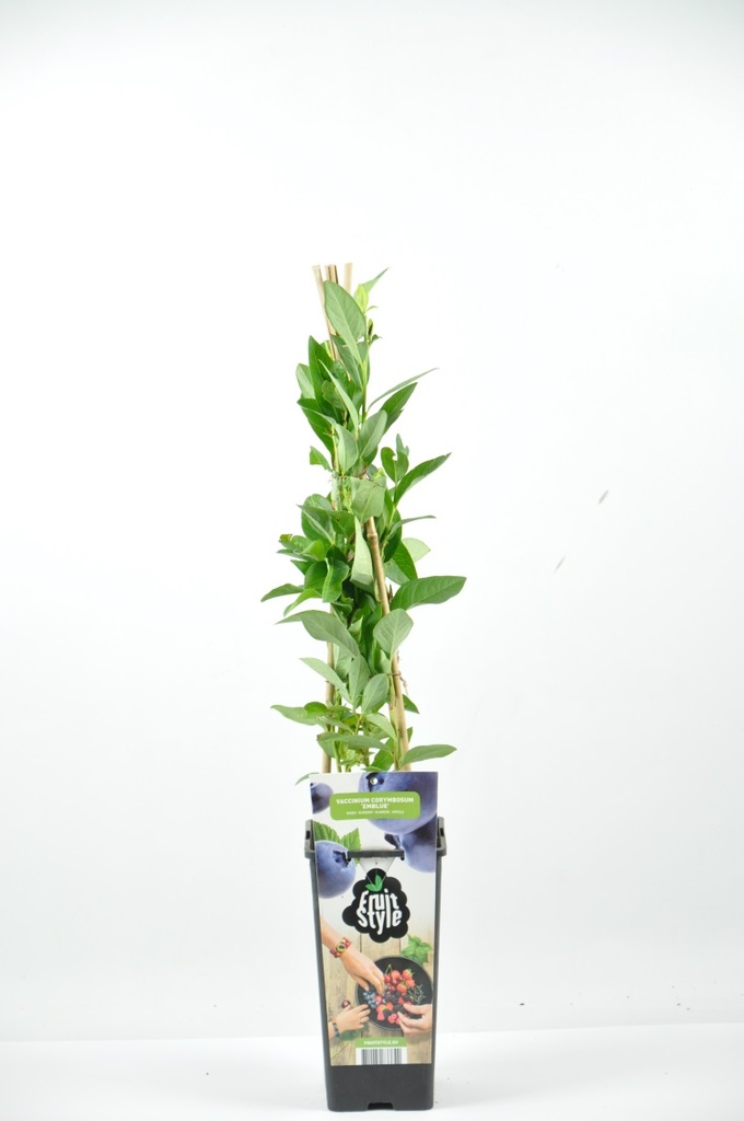 Vaccinium cor. 'Emblue' AMERIKAANSE BLAUWBES