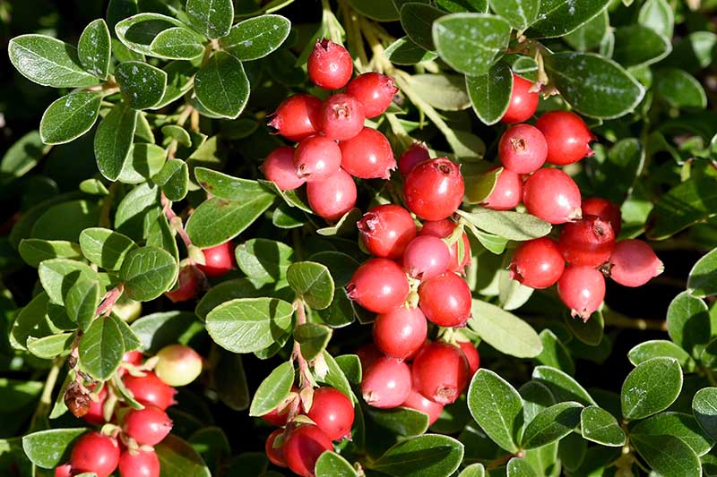 [VAMACRO] Vaccinium macrocarpum Cranberry (pot   2L)