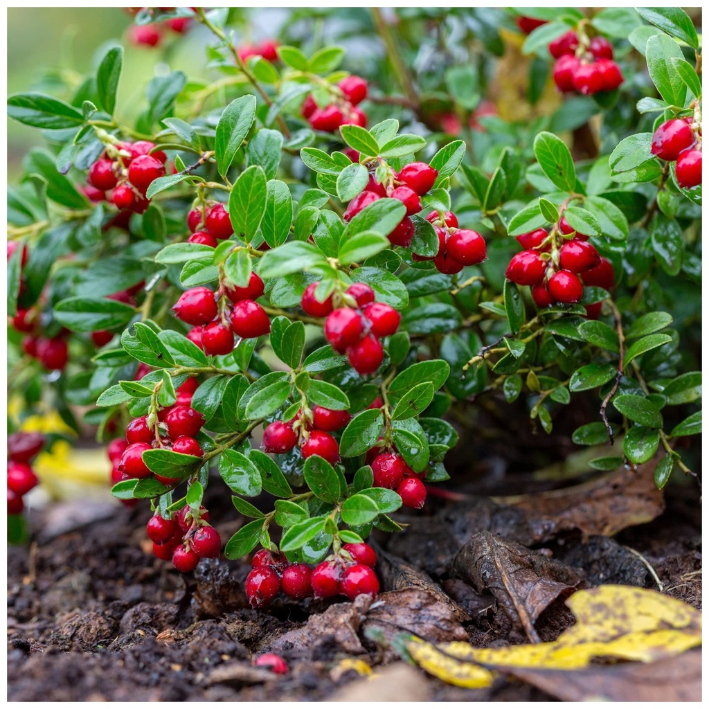 AIRELLE ROUGE 'RED PEARL'