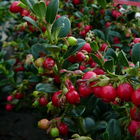 [VAVIFIR] Vaccinium vitis-idaea 'Fireball' RODE BOSBES (pot   2L)