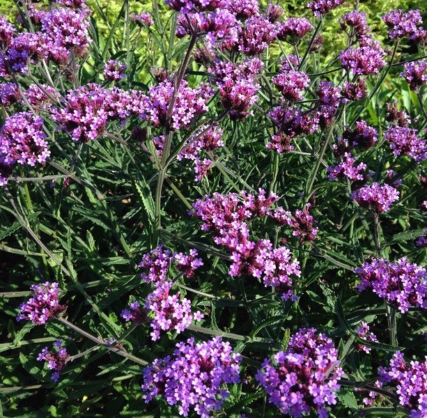 [VEBLOLL] Verbena bon. 'Lollipop' (pot   9cm)