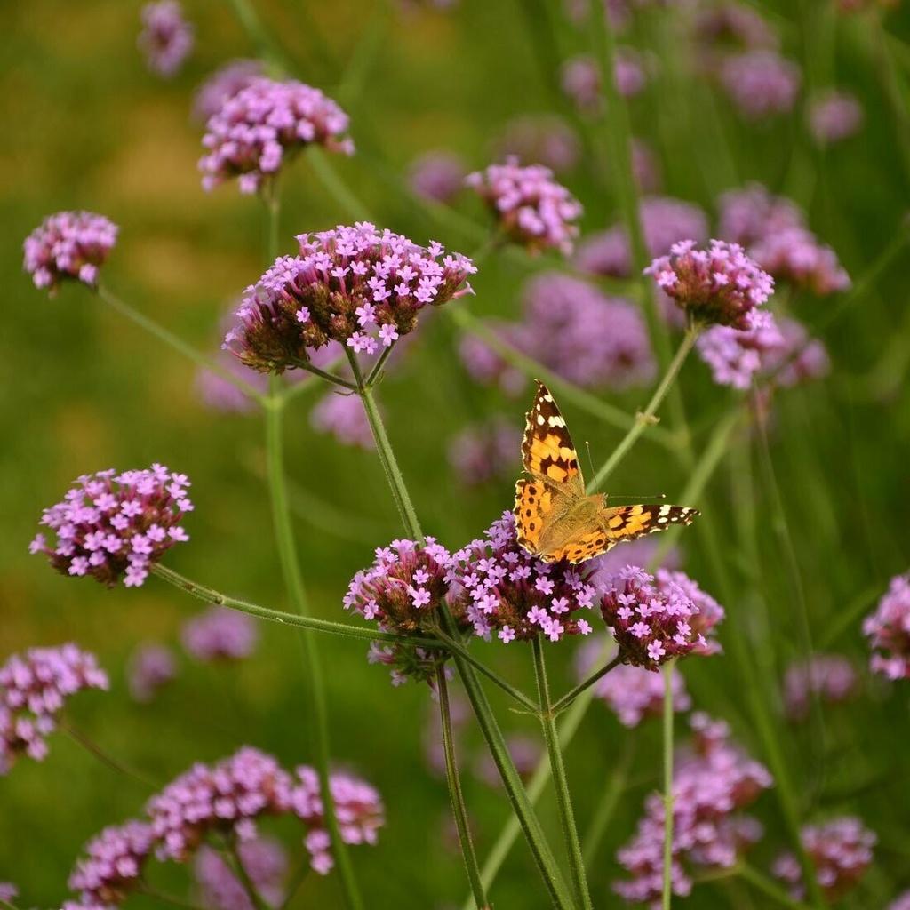 [VEBONAR] Verbena bonariensis (pot   9cm)