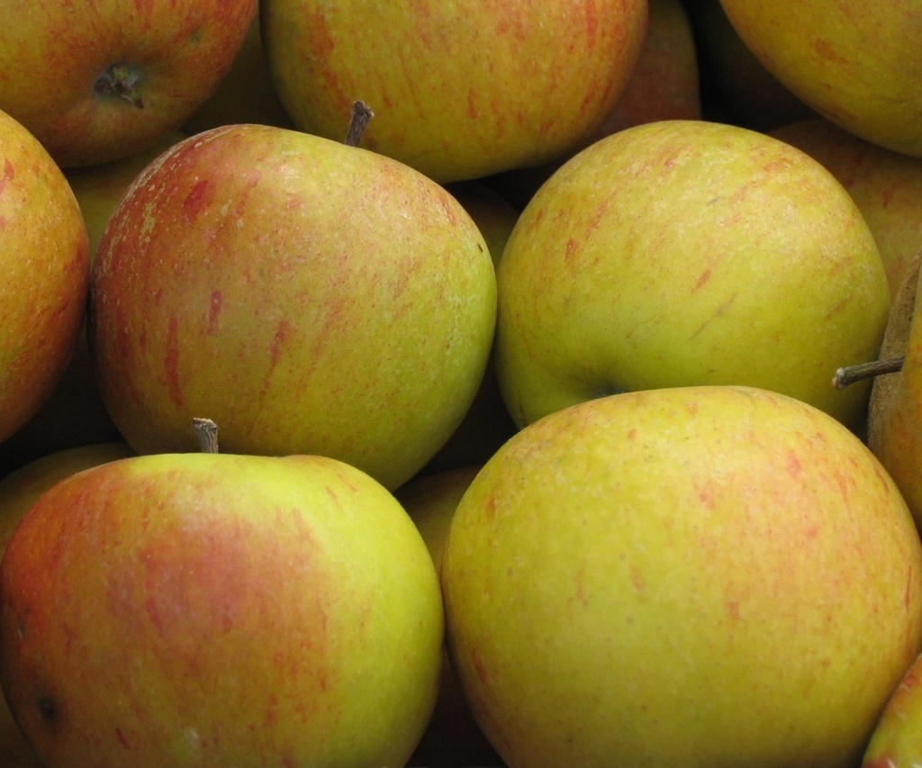 [APCOPIP] POMME 'COX'S ORANGE PIPPIN' (demi tige, —, pot)
