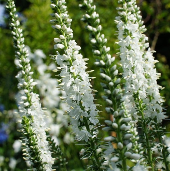 [VELSCHN] Veronica longif. 'Schneeriesin'