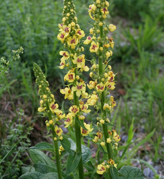 [VENIGRU] Verbascum nigrum