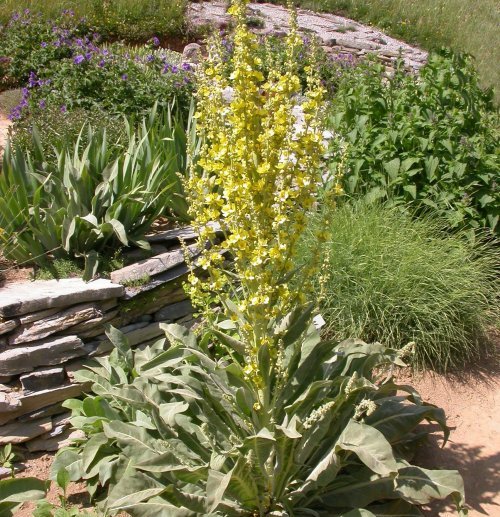 Verbascum olympicum