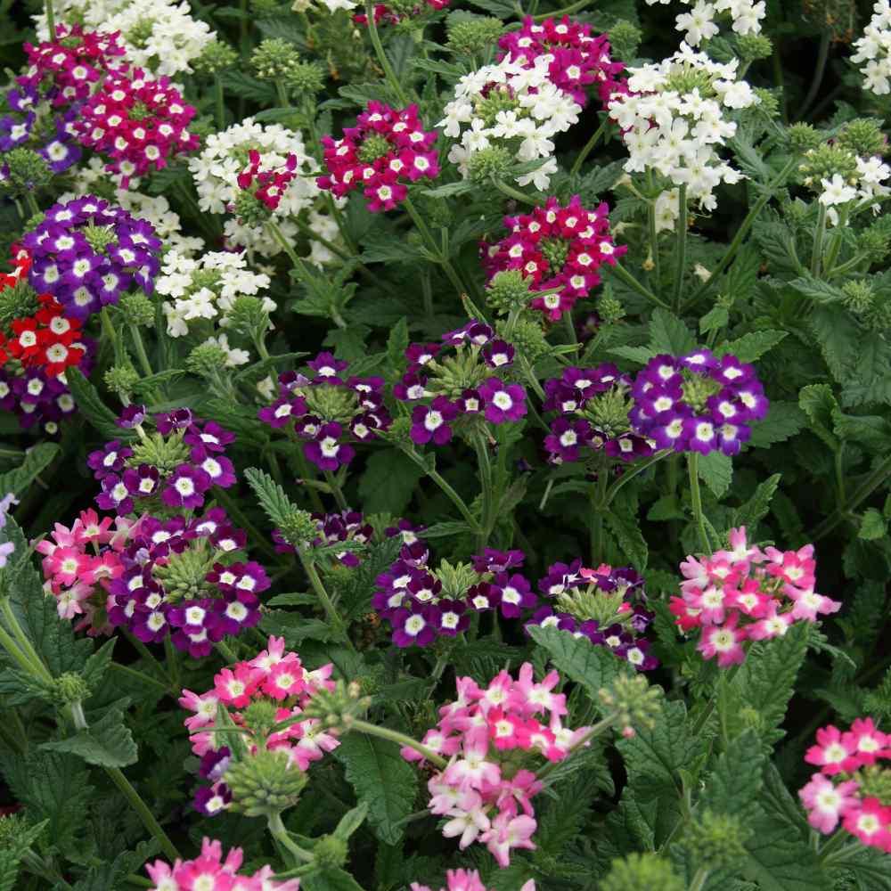 [VERBENP] Verbena