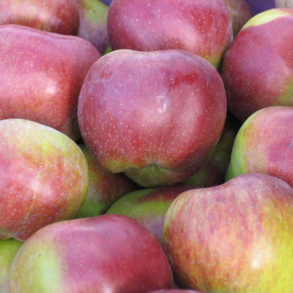 [APDBELL] Appel 'DUBBELE BELLEFLEUR' (halfstam, —, —)