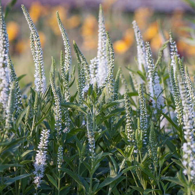 Veronica spicata 'Alba'