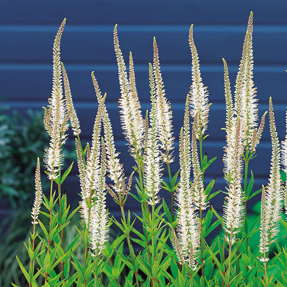 [VEVALBU] VÉRONIQUE DE VIRGINIE