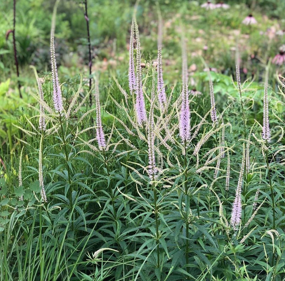 [VEVLAVE] Veronicastrum virg. 'Lavendelturm'