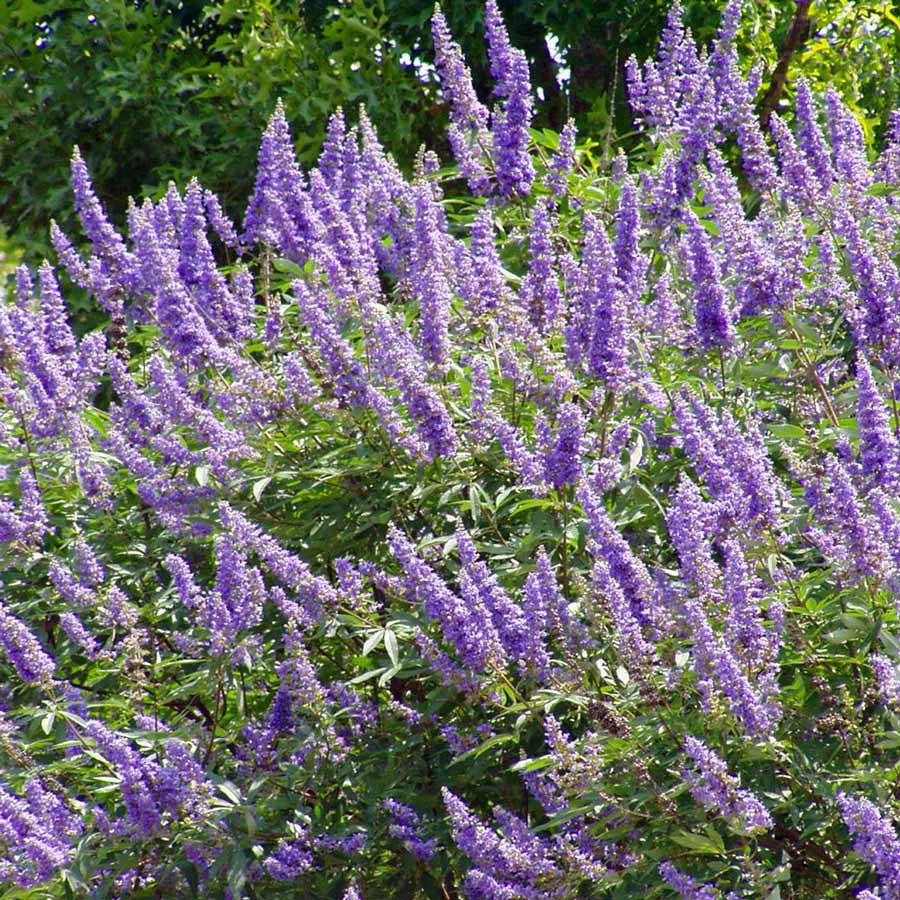 [VIACAST] Vitex agnus-castus (pot   3L)
