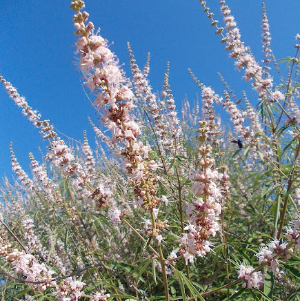 Vitex agnus-castus 'Santamaria'