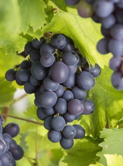 [VIATTIK] Druivelaar 'Attika' BLAUW PITLOOS (—, pot 2l greffé)