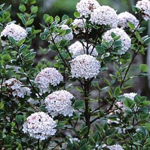 [VIBARUS] BOULE DE NEIGE (—, —, pot 5l 50/60cm)