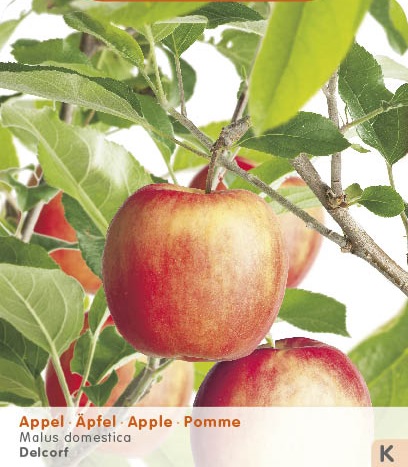 [APDELCO] Appel 'DELCORF' (laagstam, pot)