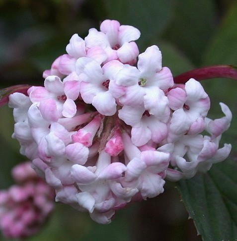 [VIBDAWN] Viburnum bodn. 'Dawn' (—, —, pot 250/+cm meerstammig)
