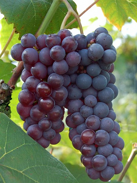 [VIBGLOR] Druivelaar 'Boskoop Glory' (—, —, pot 2l stok 60)