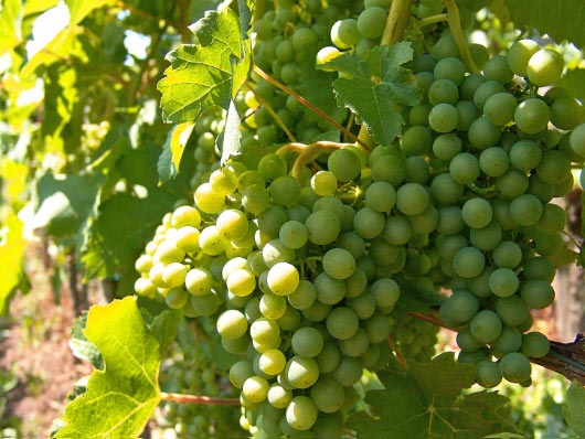 [VIBIANC] RAISIN BLANC DE PLEIN AIR 'BIANCA' (—, pot 5l poignée de transport)