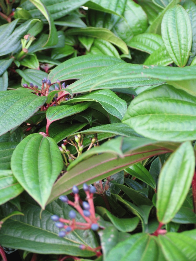 Viburnum dav. 'Yin'