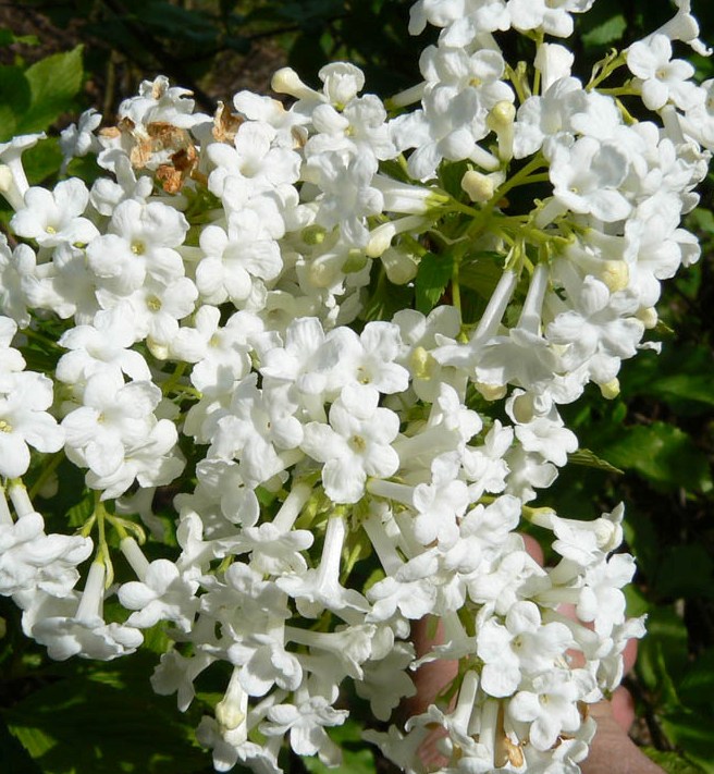 [VIFCAND] Viburnum farreri 'Candidissimum' (40/60cm, pot 3L)