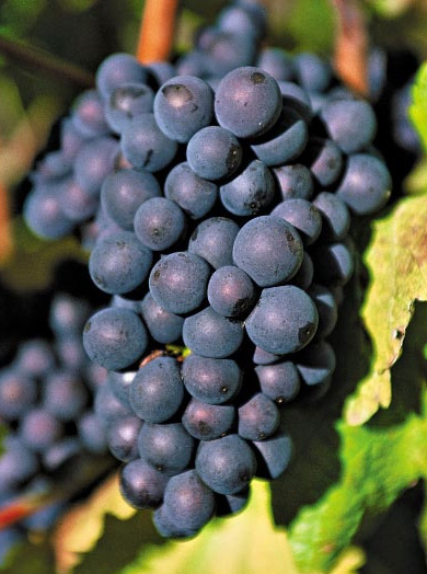 [VIMBLUE] Druivelaar 'Muscat Bleu' DRUIF BLAUW (pot 2l stok 60)