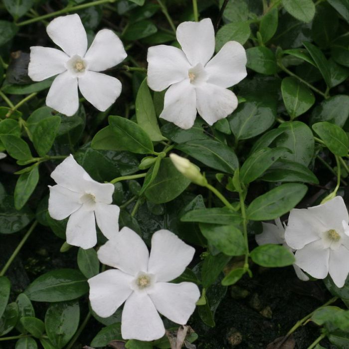 [VIMGJEK] Vinca minor 'Gertrude Jekyll' (pot   9cm)