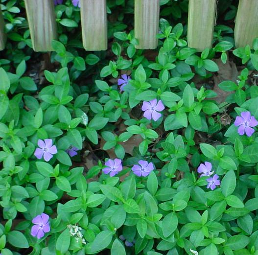 [VIMINOR] Vinca minor (pot   9cm)